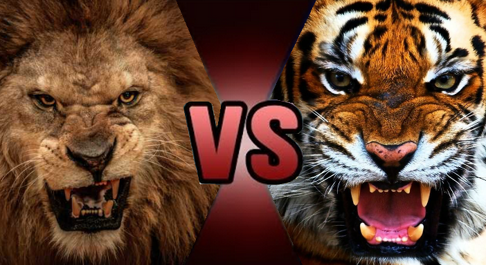 Animal Kingdom Smackdown Week 2 features two big cats to determine who the real king of the jungle is.