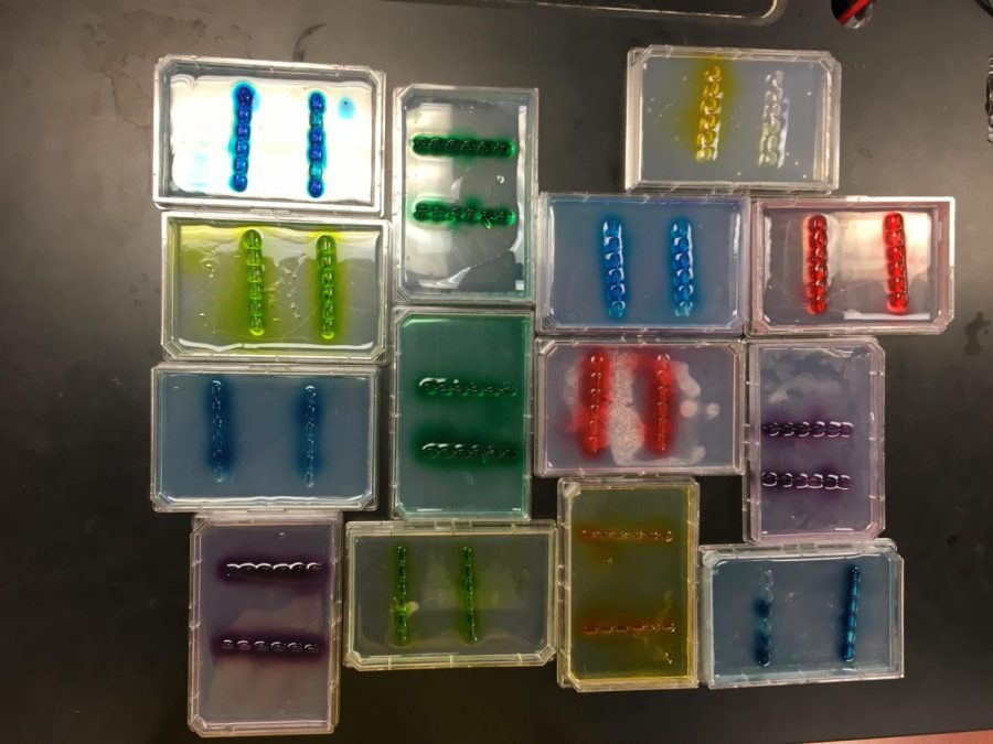 The students put test subjects’ DNA into gels which they later ran through electricity to determine if opioid addiction changes the DNA makeup.
