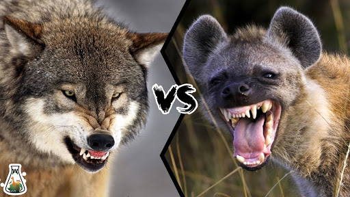 Animal Kingdom Smackdown Week Four: Wolf V. Hyena