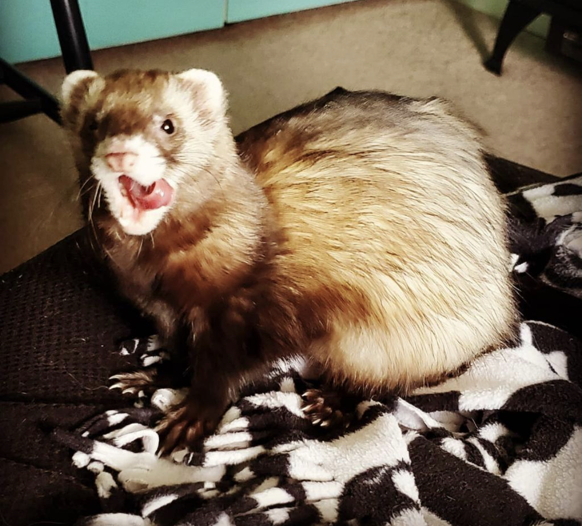 Ferret smiles while it cleans the fur on its face.