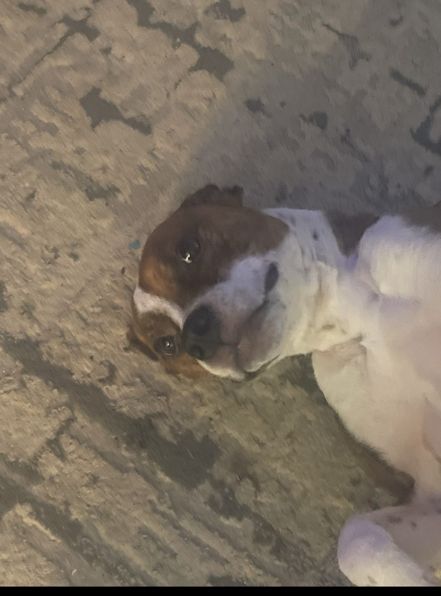 Ella Vogt’s dog Lilly shows off her goofy personality. 
