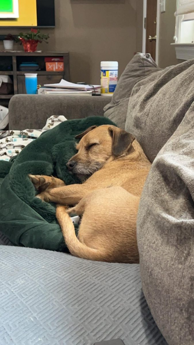 Oakdale Senior McKenzie Mollica took a picture of her dog snuggled up on a rainy day.
